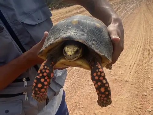 Red Footed Tortoise